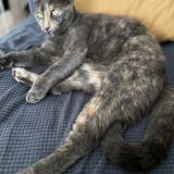 Photo de chat perdu à Libourne