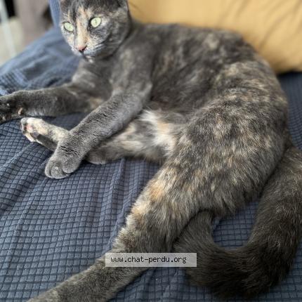 Photo 1/1 Minou Chat perdu à Libourne