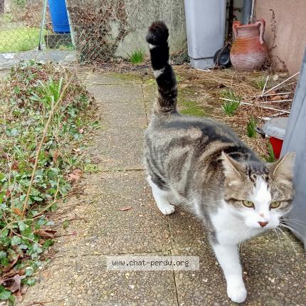 Photo 1/1 Chat retrouvé Trouvé à Vigneux sur seine