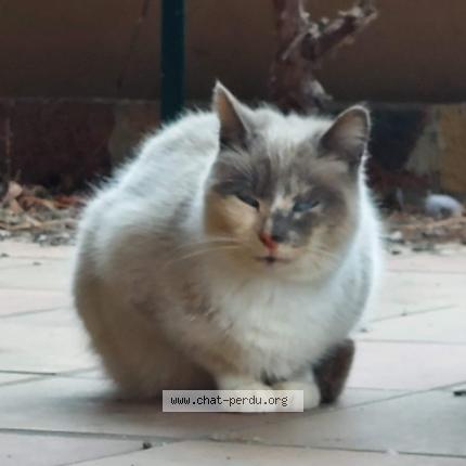 Photo 2/2 Chat trouvé Trouvé à Casteljaloux