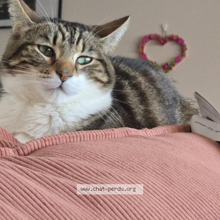Photo 1/1 Chat retrouvé Perdu à Dijon