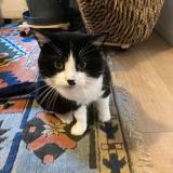 Photo de chat perdu à Saint Herblain