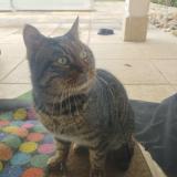 Photo de chat trouvé à Charly