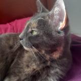 Photo de chat perdu à Bezons