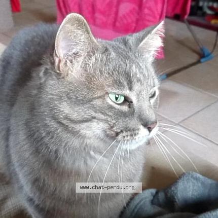 Photo 1/1 Chat retrouvé Perdu à Montaut