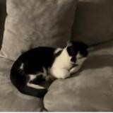 Photo de chat perdu à Colomiers