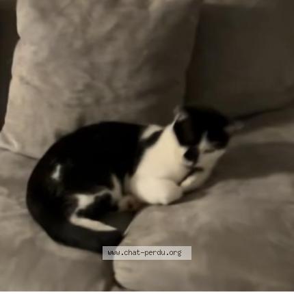 Photo 1/1 CHIPPIE Chat perdu à Colomiers