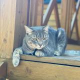 Photo de chat perdu à Charly