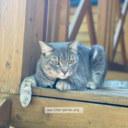Photo 1/1 Lucky Chat perdu à Charly