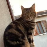 Photo de chat perdu à Soisy Sous Montmorency