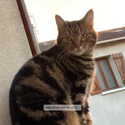 Photo 1/1 Chat retrouvé Perdu à Soisy sous montmorency