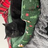 Photo de chat perdu à Marlenheim