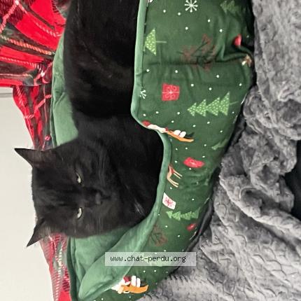 Photo 1/1 Yoda Chat perdu à Marlenheim