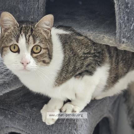 Photo 1/1 Kitcat Chat perdu à Sammeron