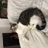 Photo de chat perdu à Hagetmau