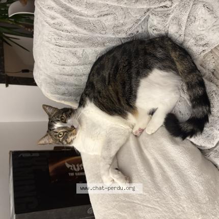 Photo 1/1 Ozone Chat perdu à Hagetmau