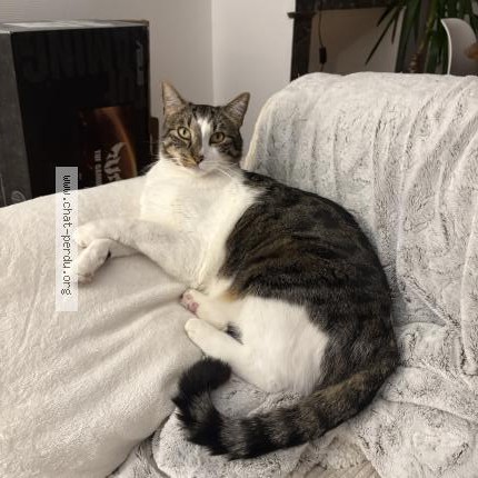 Photo 1/1 Ozone Chat perdu à Hagetmau