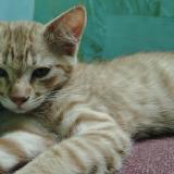 Photo de chat perdu à Bijapur Kar