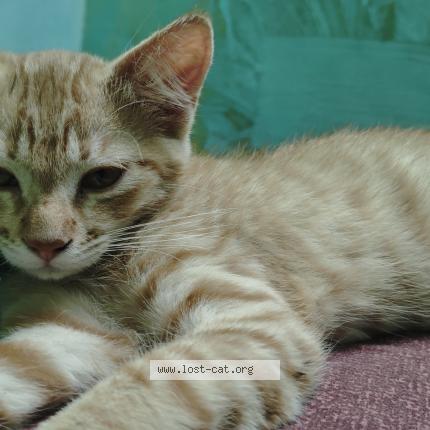 Photo 1/1 Janni Chat perdu à Bijapur kar