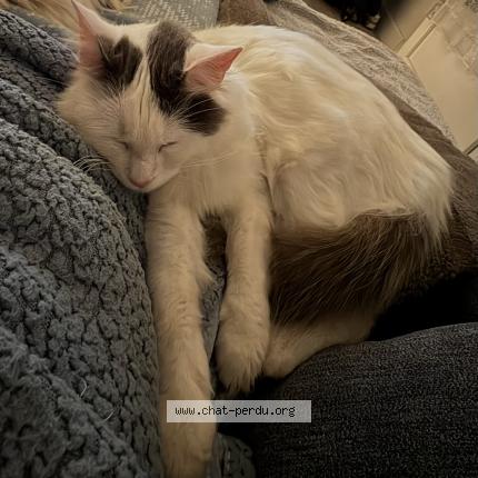 Photo 1/1 Mimine Chat perdu à Marguerittes