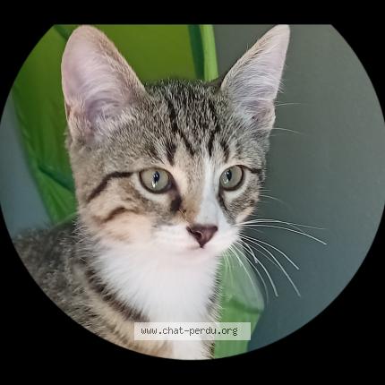 Photo 1/1 Butters Chat perdu à Grosmagny