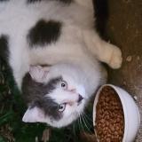 Photo de chat trouvé à Luzinay