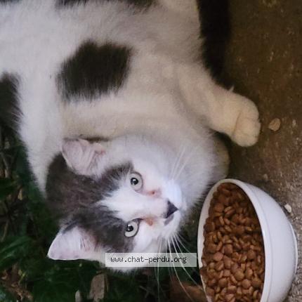 Photo 1/1 Chat trouvé Trouvé à Luzinay