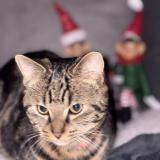 Photo de chat perdu à La Neuville Roy