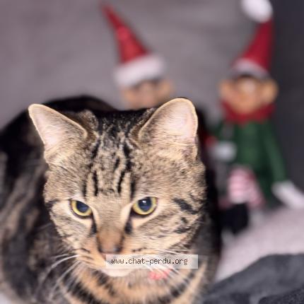 Photo 1/1 Luffy Chat perdu à La neuville roy