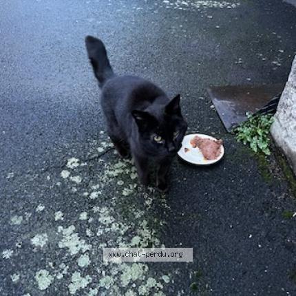 Photo 1/1 Chat trouvé Trouvé à Cassaniouze