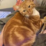 Photo de chat perdu à Nantes