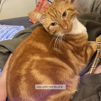 Photo 1/1 Larusso Chat perdu à Nantes