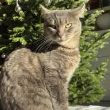 Photo de chat perdu à Olm