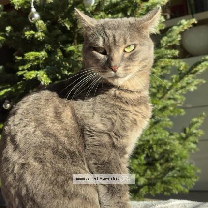Photo 1/1 Charly Chat perdu à Olm
