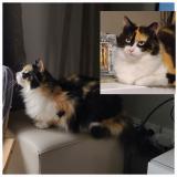 Photo de chat perdu à Roinville