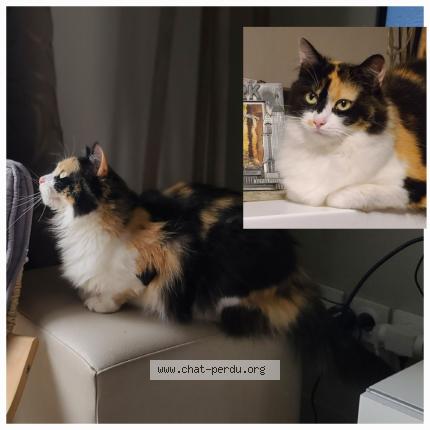 Photo 1/1 Flora Chat perdu à Roinville