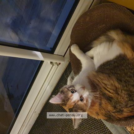 Photo 1/1 Chat trouvé Trouvé à Nantes