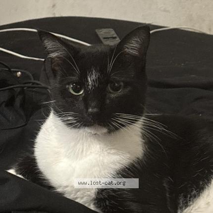 Photo 1/1 Oscar Chat perdu à Leesburg