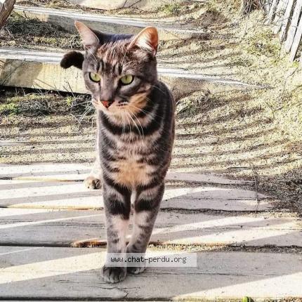 Photo 1/1 Chat retrouvé Perdu à Ploemeur lomener