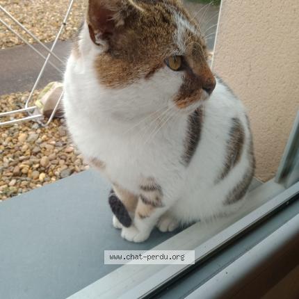 Photo 1/1 Léone Chat perdu à Belleville en beaujolais