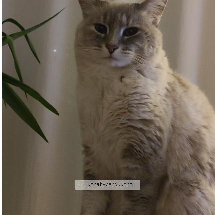 Photo 1/1 Mine Chat perdu à Saint germain en montagne