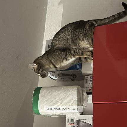 Photo 1/1 Chat retrouvé Perdu à Pavilly