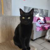 Photo de chat perdu à Colomars