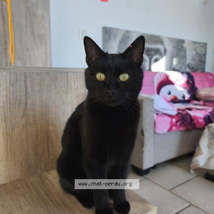 Photo 1/1 Kaya Chat perdu à Colomars