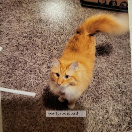 Photo 1/1 Peach fuzz Chat perdu à Greeley