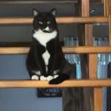 Photo de chat perdu à Scarborough