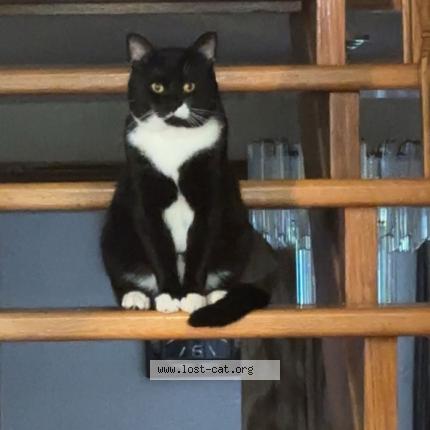 Photo 1/1 Kutoor Chat perdu à Scarborough