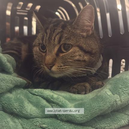 Photo 1/1 Tequila Chat perdu à Aubagne