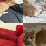 Photo de chat perdu à La Broque