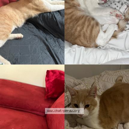 Photo 1/1 Rixou Chat perdu à La broque